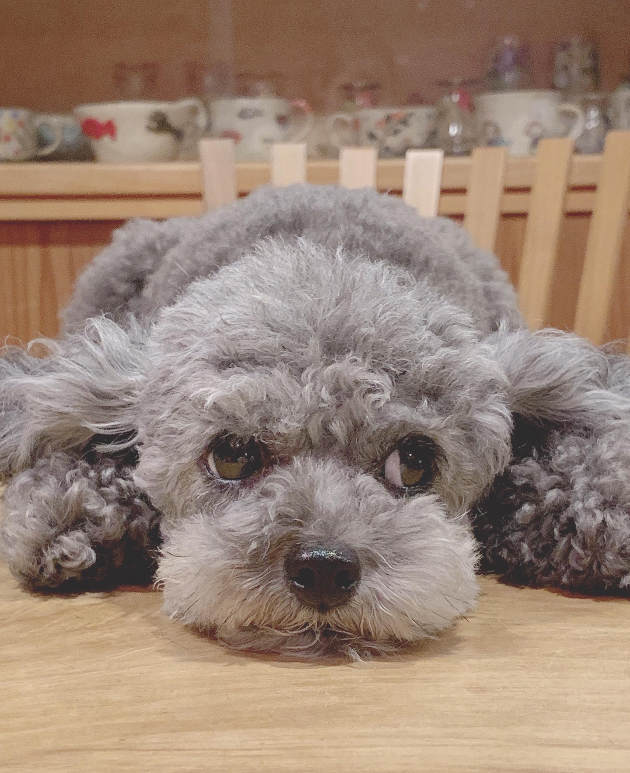 わんにゃんサイトの犬の写真