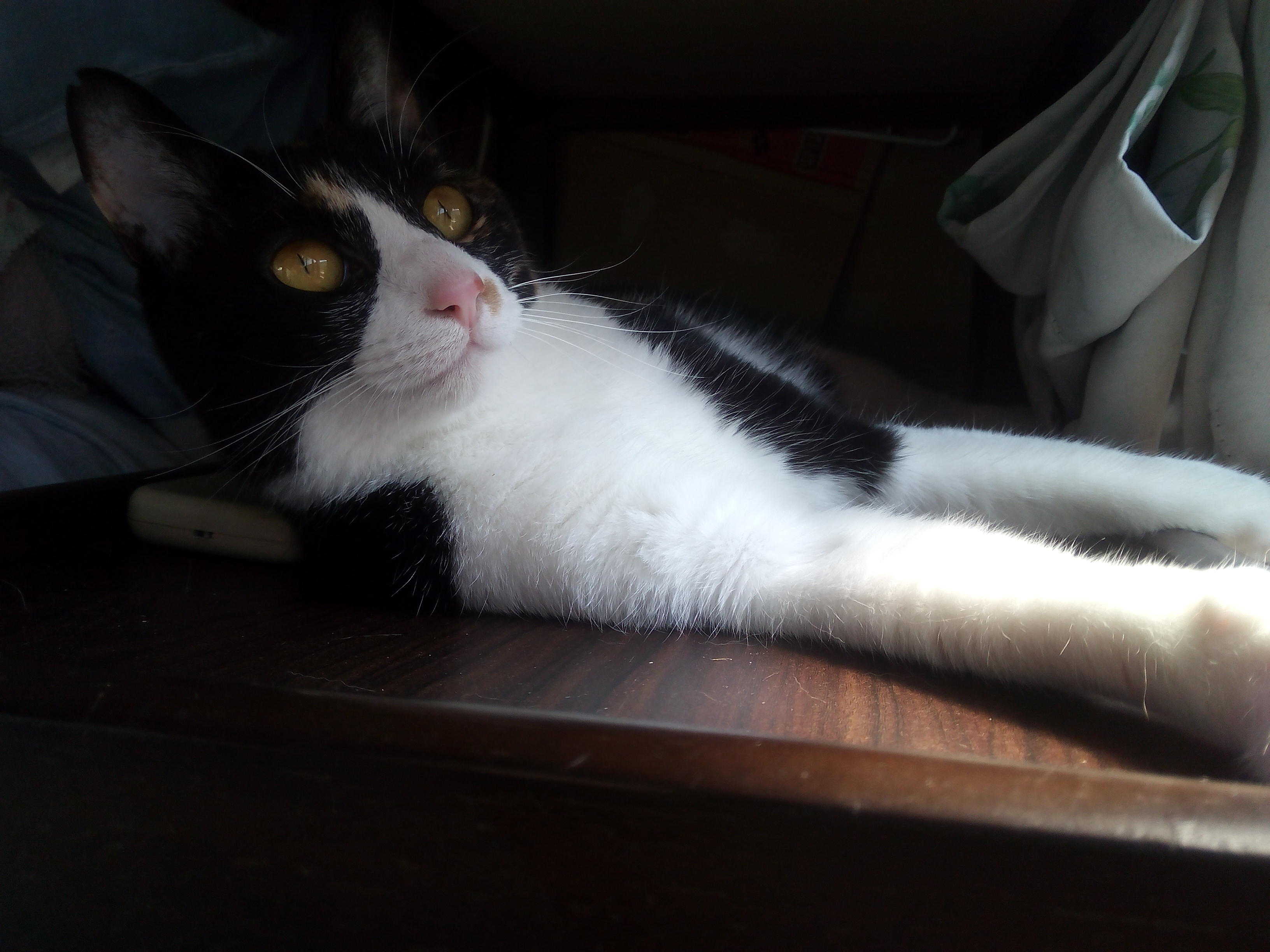 わんにゃんサイトの猫の写真