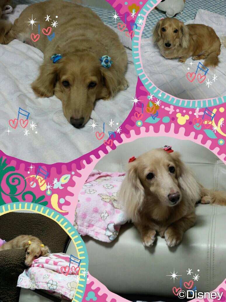 わんにゃんサイトの犬の写真