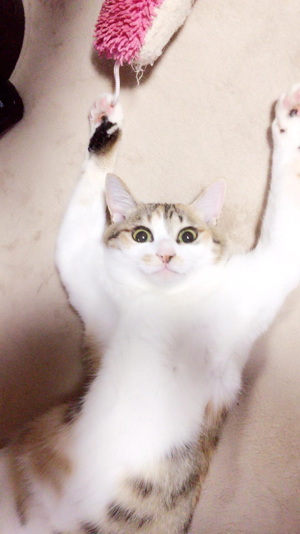 わんにゃんサイトの猫の写真