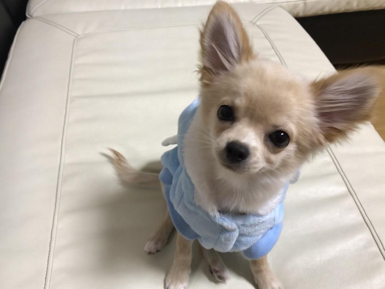 わんにゃんサイトの犬の写真