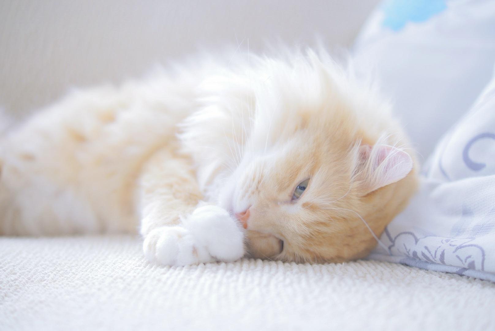 わんにゃんサイトの猫の写真