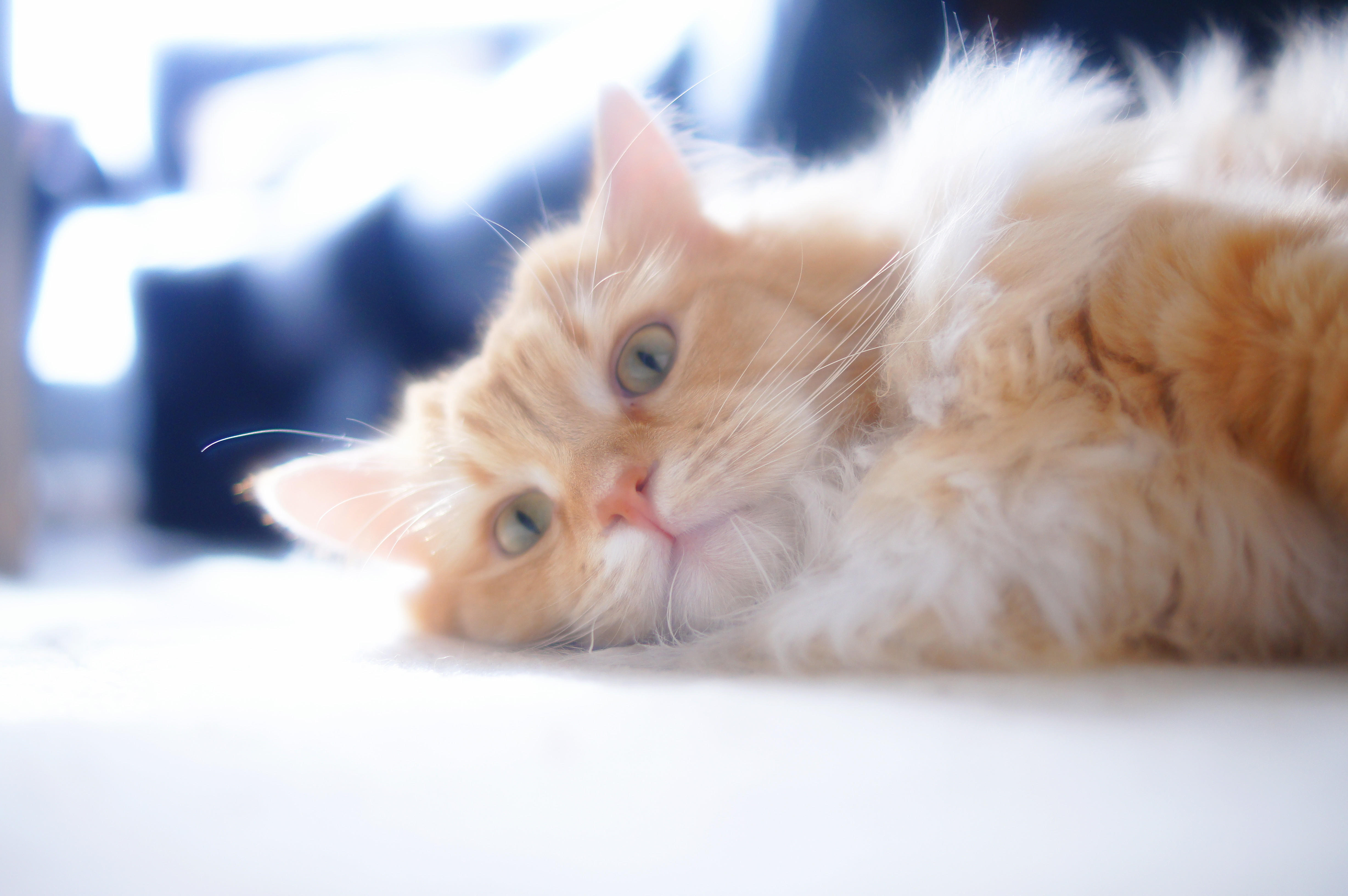 わんにゃんサイトの猫の写真