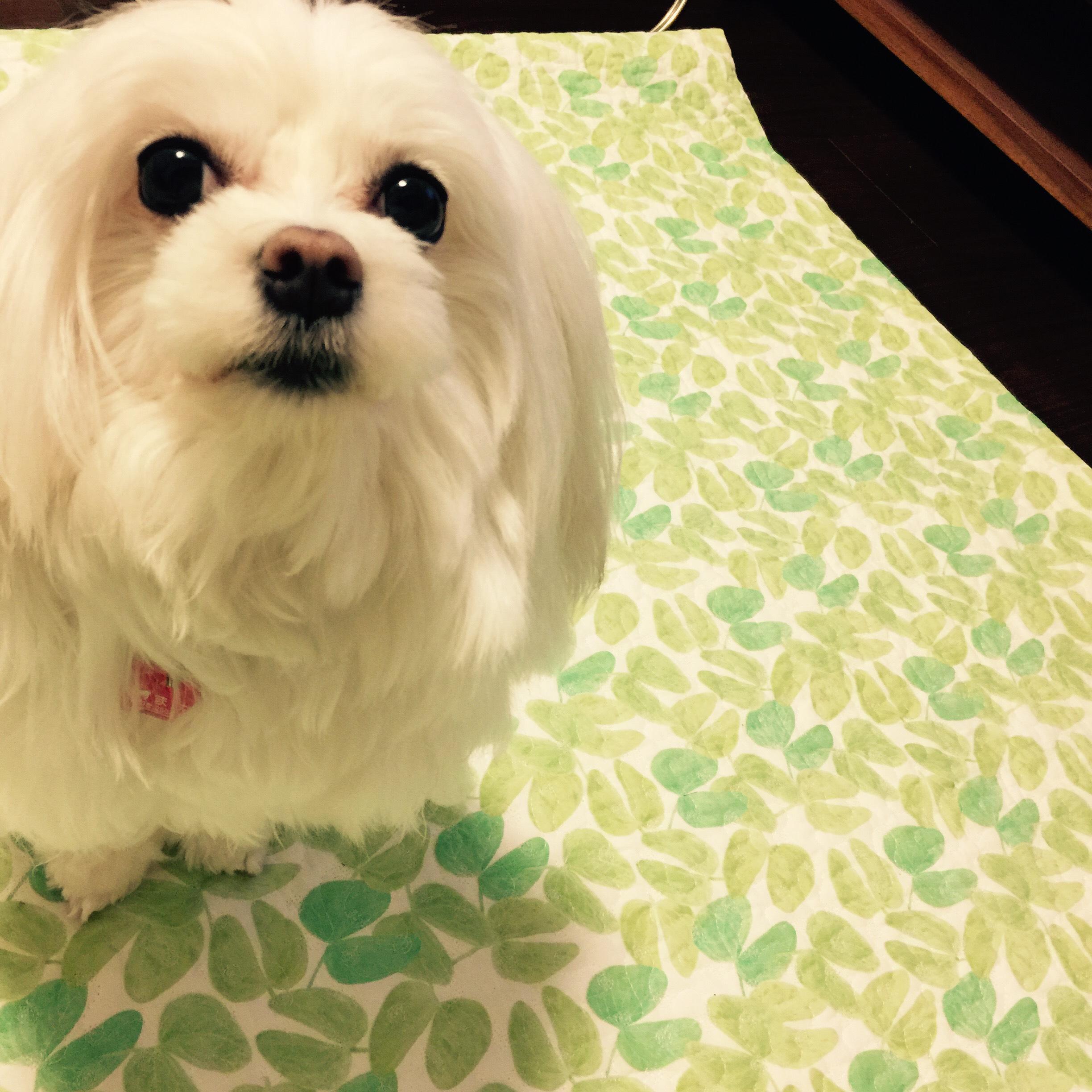 わんにゃんサイトの犬の写真