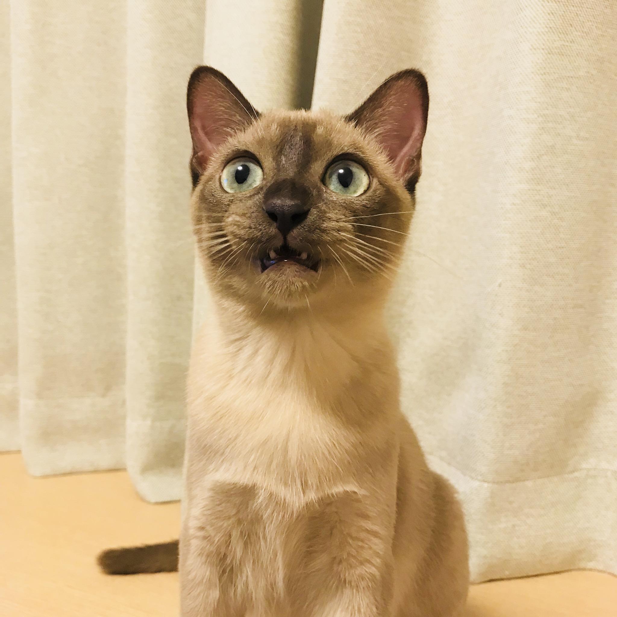 わんにゃんサイトの猫の写真