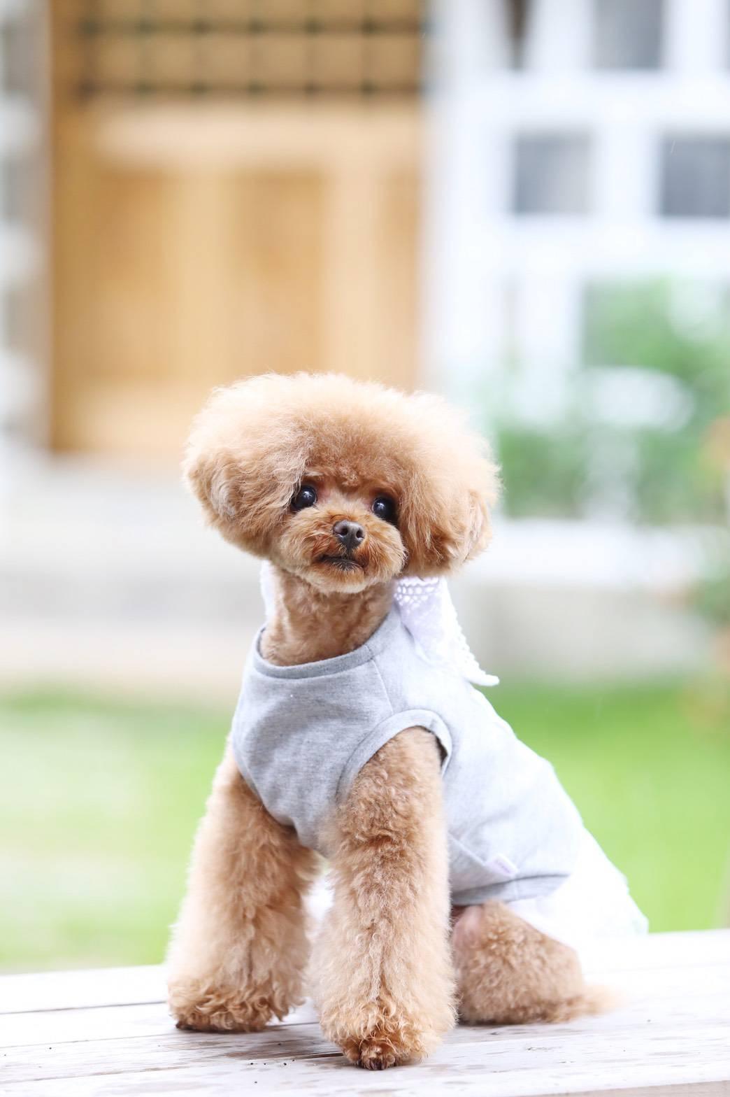 わんにゃんサイトの犬の写真