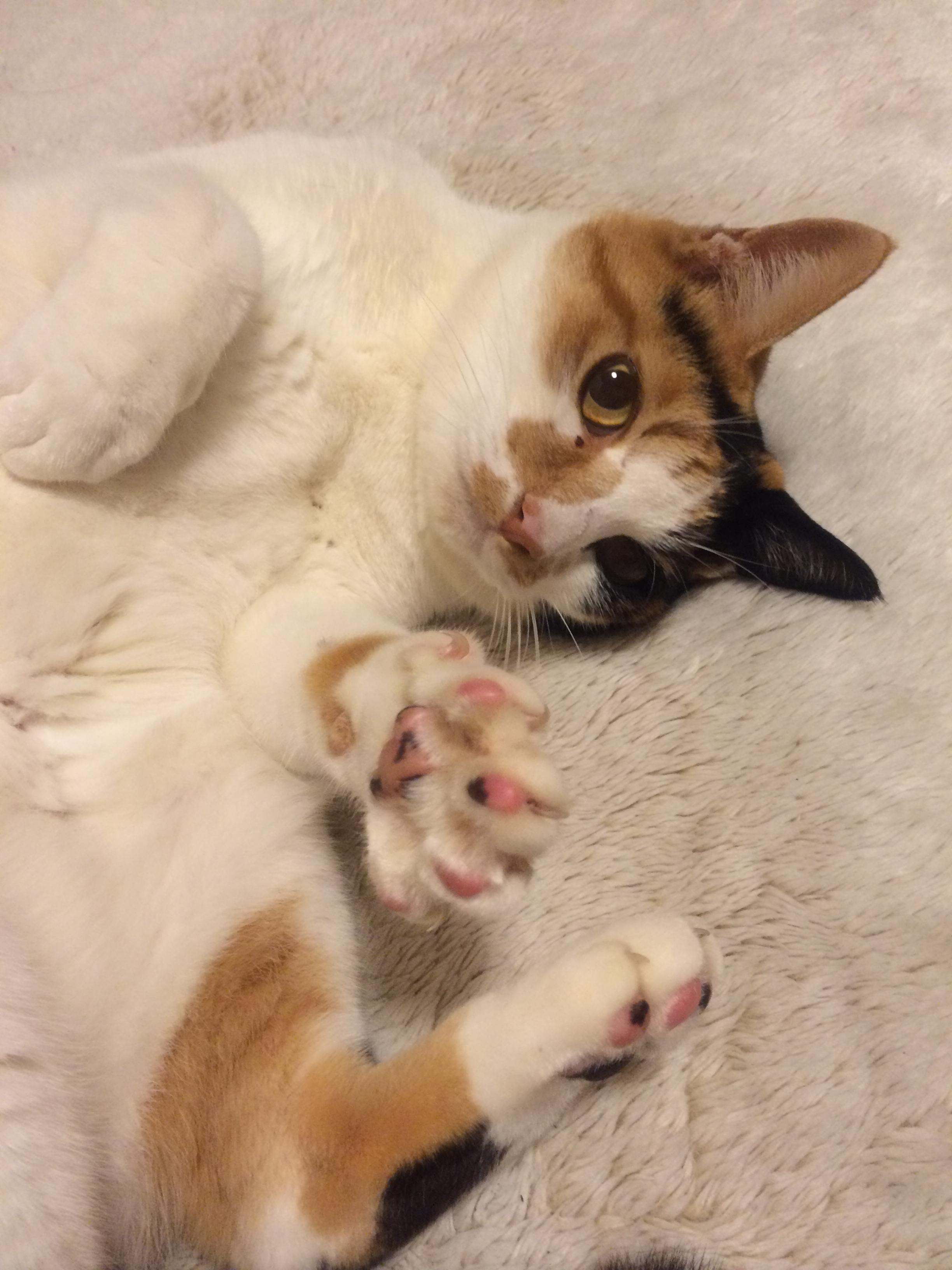 わんにゃんサイトの猫の写真