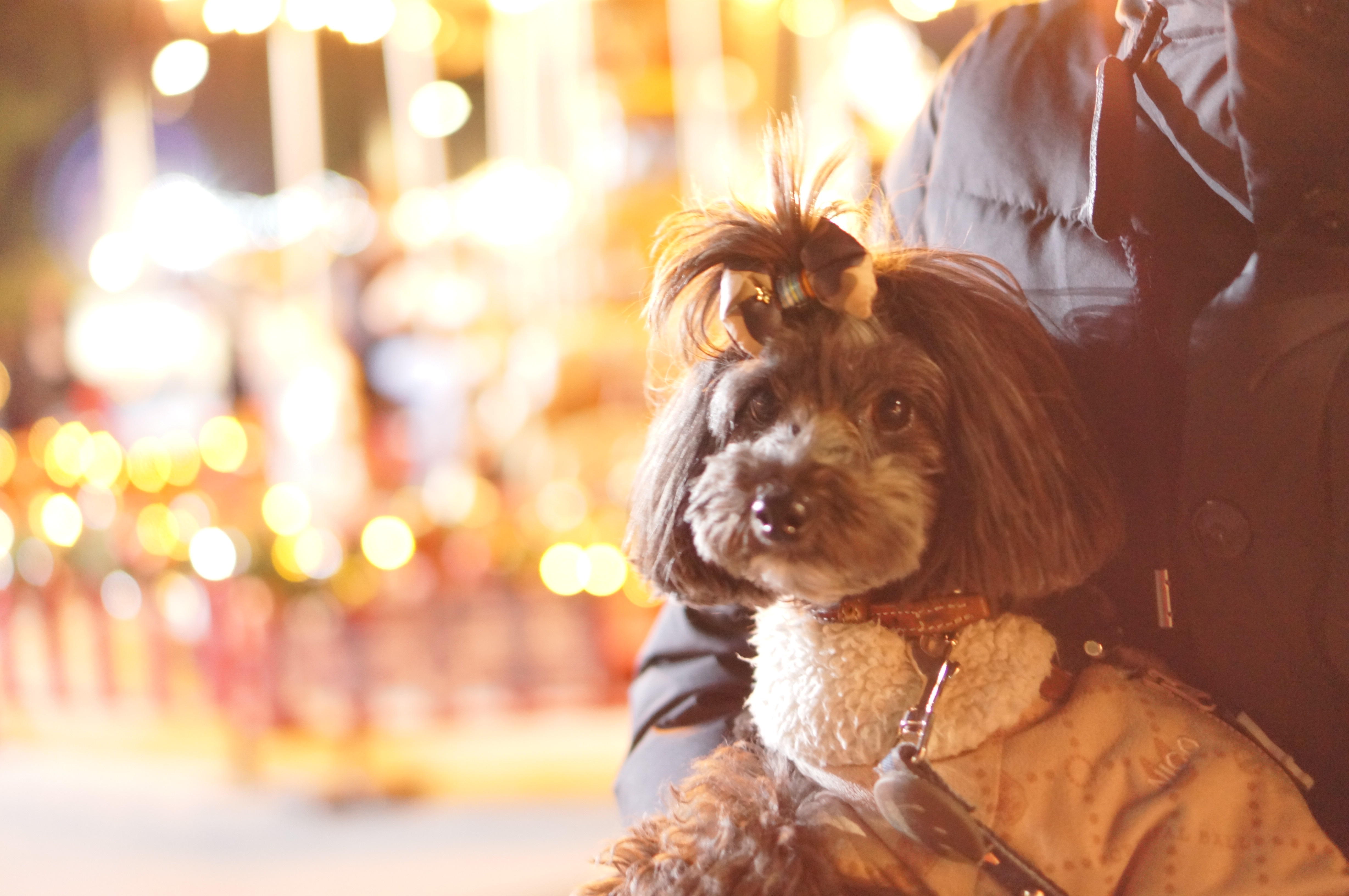 わんにゃんサイトの犬の写真
