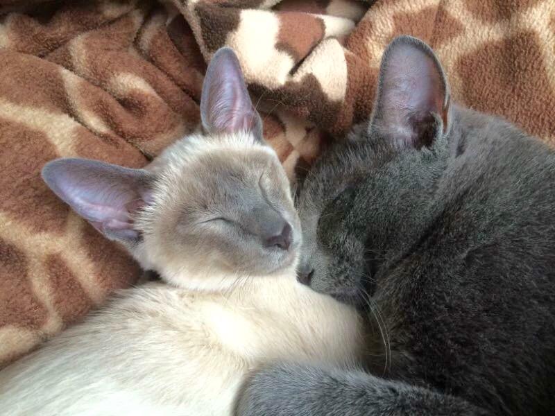 わんにゃんサイトの猫の写真