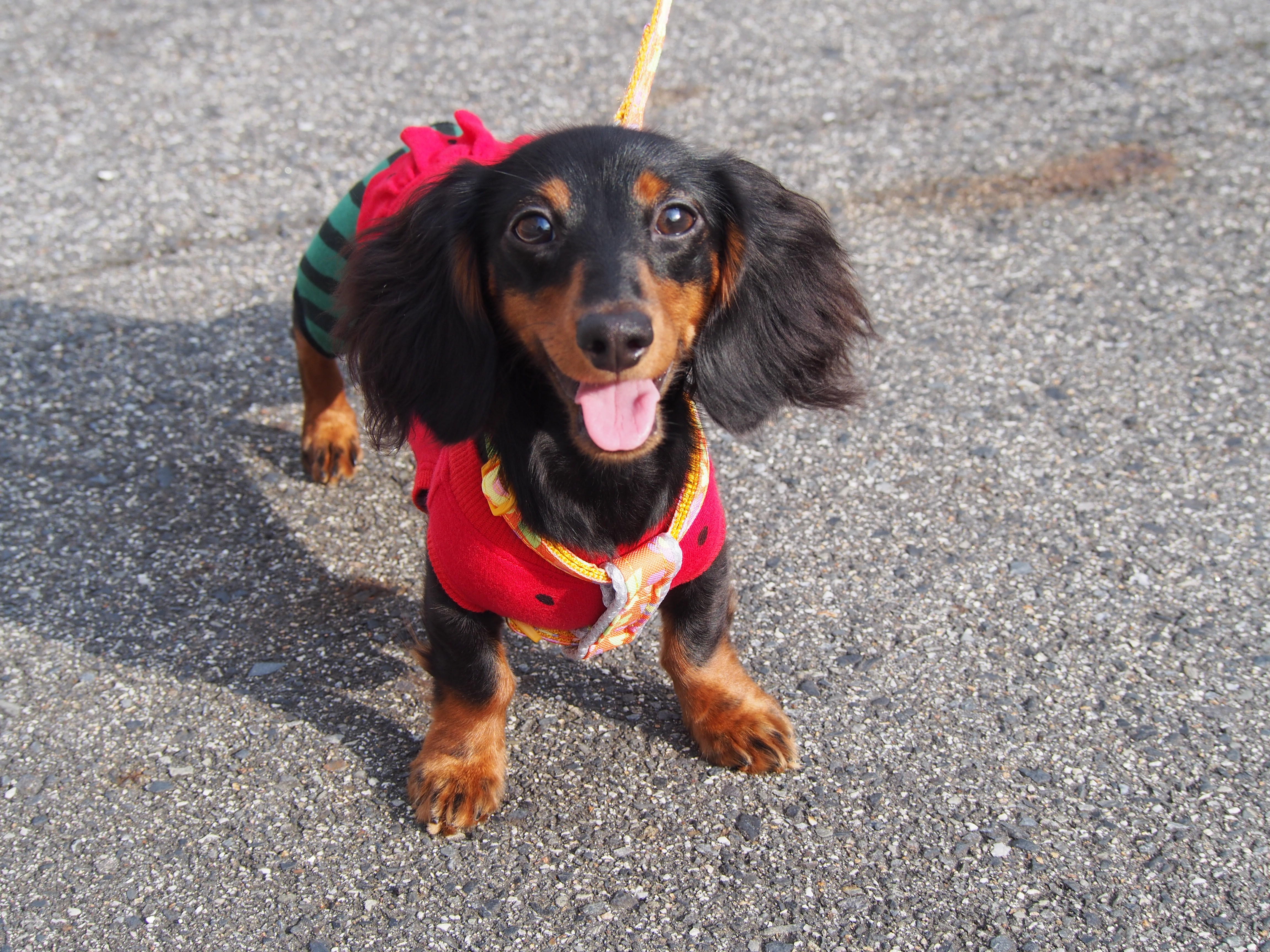 わんにゃんサイトの犬の写真