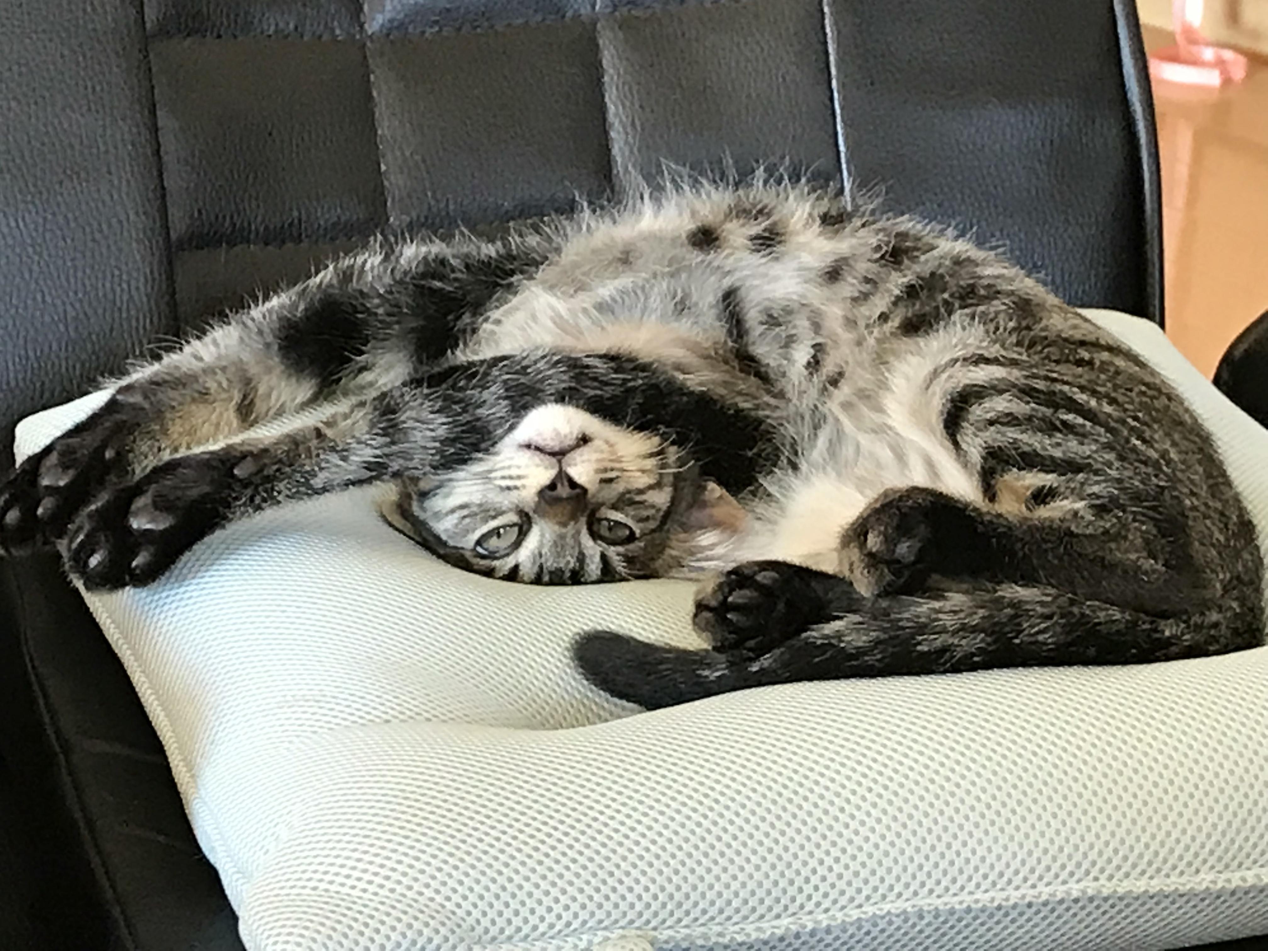 わんにゃんサイトの猫の写真